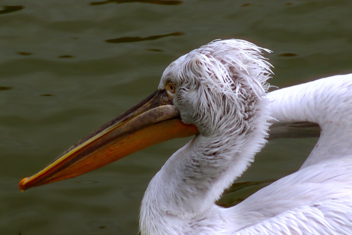 Быть или не быть, вот в чём вопрос… - Юрий. Шмаков Быть или не быть, вот в чём вопрос… - Юрий. Шмаков