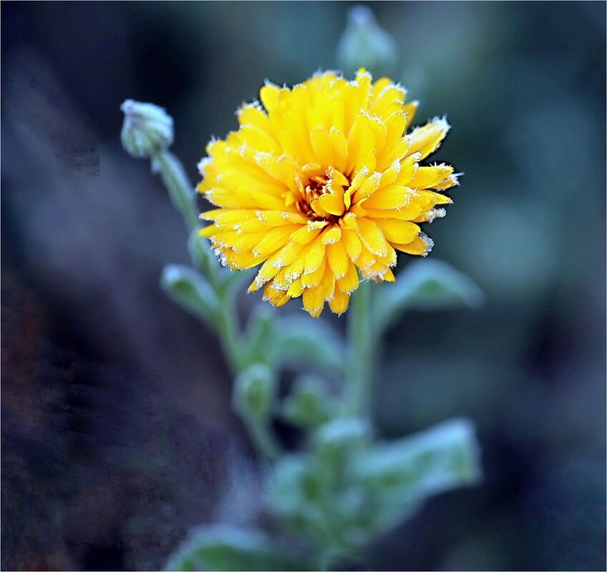 Цветочек - ZNatasha -