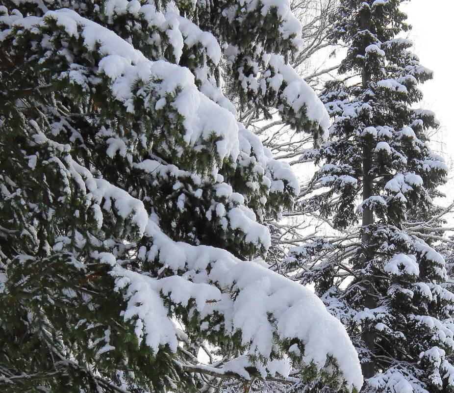 Остаётся только восхищаться, каждой веткой белой любоваться - Нина северянка Остаётся только восхищаться, каждой веткой белой любоваться - Нина северянка