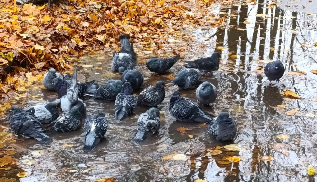 дни осенние - tatiana дни осенние - tatiana