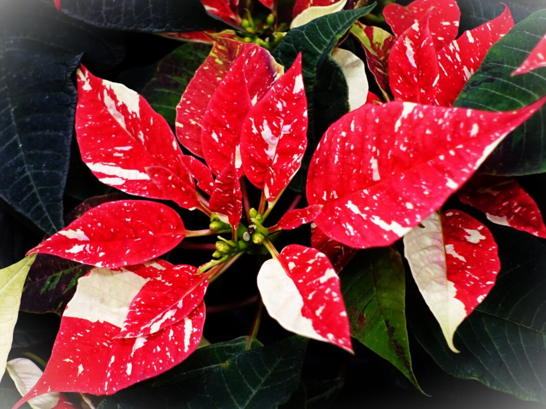 Пуансеттия-Рождественская звезда - Aida10 Пуансеттия-Рождественская звезда - Aida10