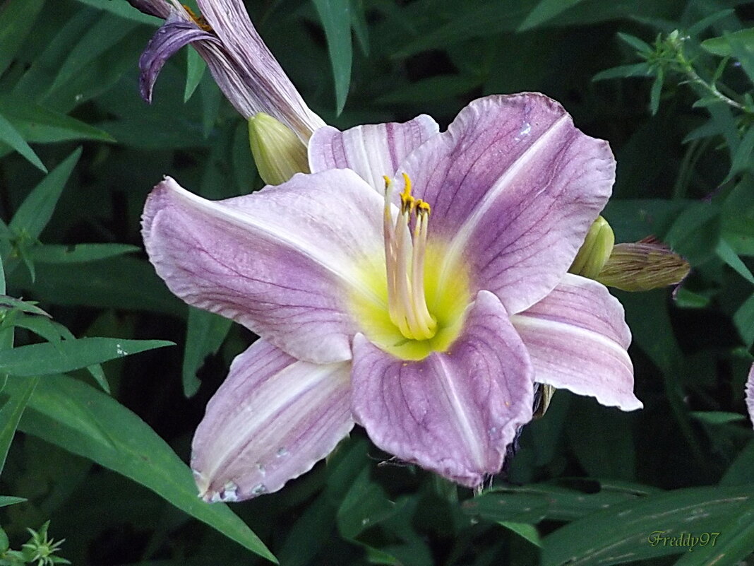 Лилейник - Freddy 97 Лилейник - Freddy 97