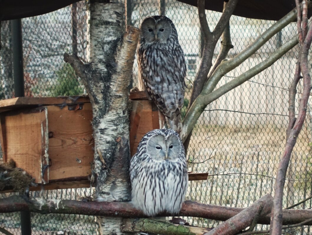 Длиннохвостые неясыти(Уральские) - Aida10 Длиннохвостые неясыти(Уральские) - Aida10