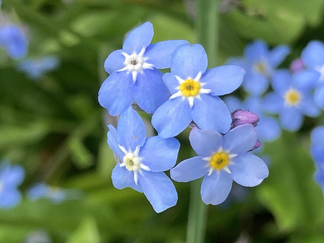 Незабудки - Ольга Савельева 
