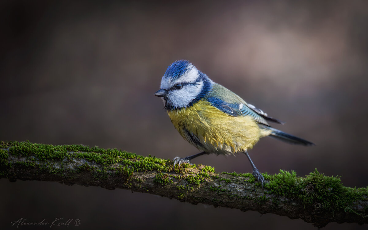 Мокрая - Александр К. Мокрая - Александр К.