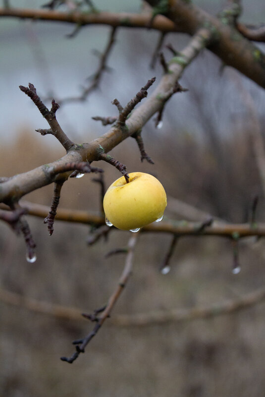 Дичка. - Александр Дичка. - Александр