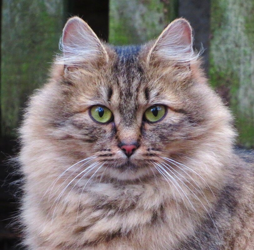 Кошачий портрет - Андрей Снегерёв Кошачий портрет - Андрей Снегерёв