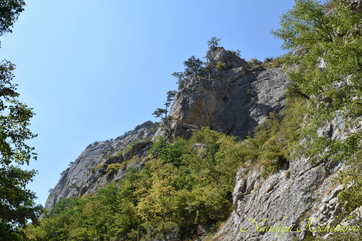 Природа Крыма - Amazing Cosmea Природа Крыма - Amazing Cosmea