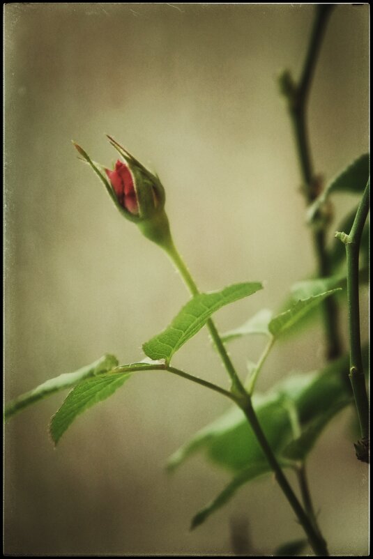 Зацветает красота... - Руслан Зацветает красота... - Руслан