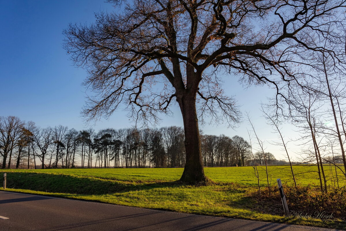 Там дуб стоит... - Николай Гирш Там дуб стоит... - Николай Гирш