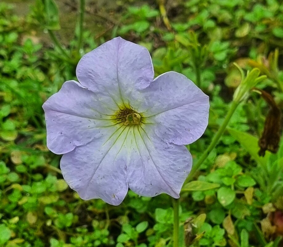 Нежность в декабре - Наталья Нежность в декабре - Наталья