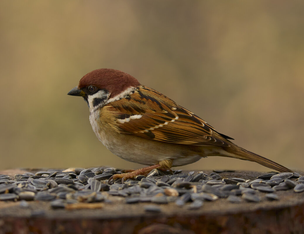 Воробей... - Александр Посошенко Воробей... - Александр Посошенко