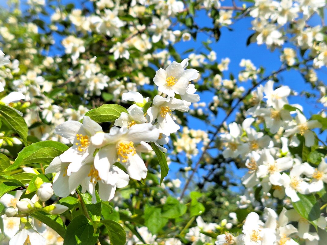 Так хочется весну - Наталья Так хочется весну - Наталья