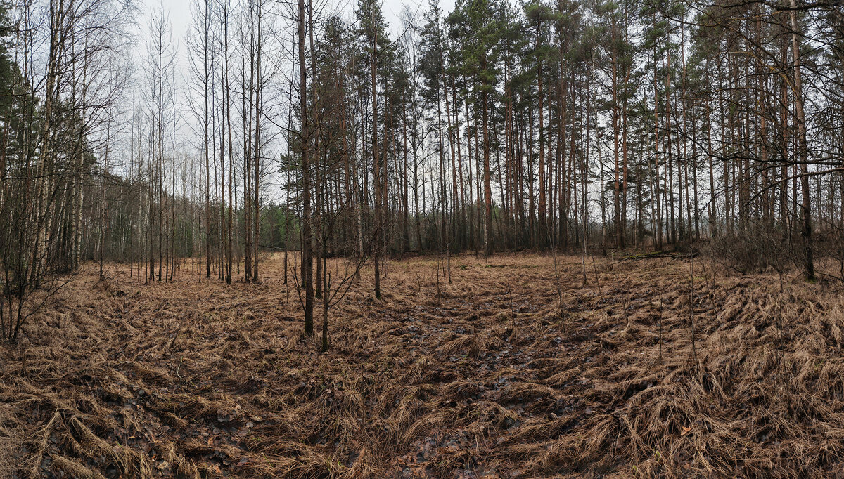 Косы - Денис Бочкарёв