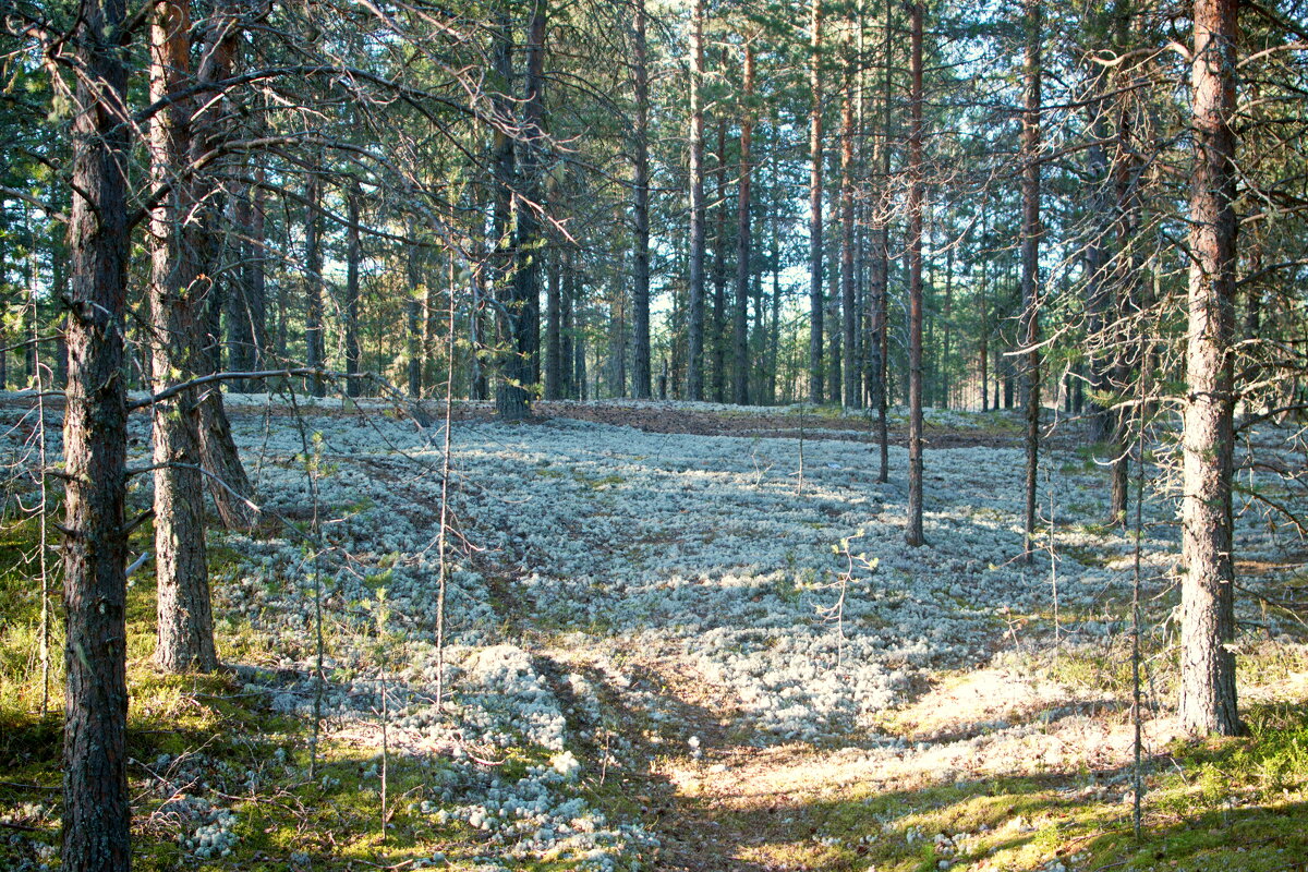 Ковёр из мха. - ВикТор Быстров Ковёр из мха. - ВикТор Быстров