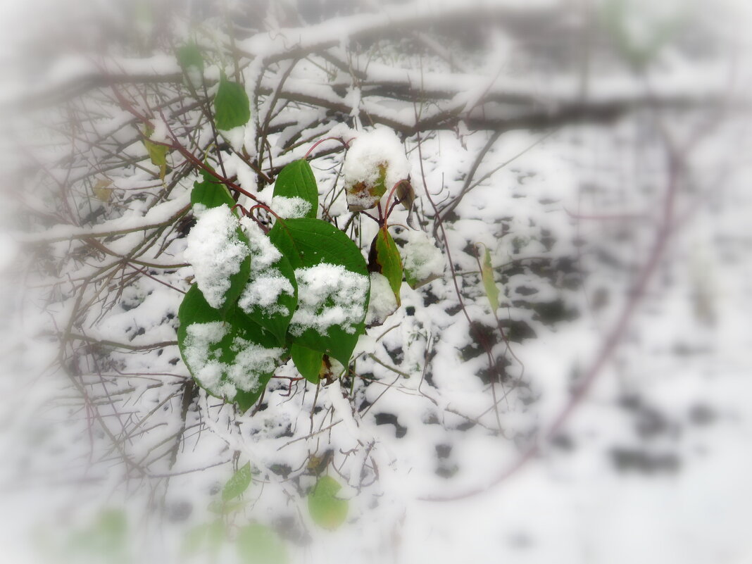 Зелёное и белое - Ирина Олехнович