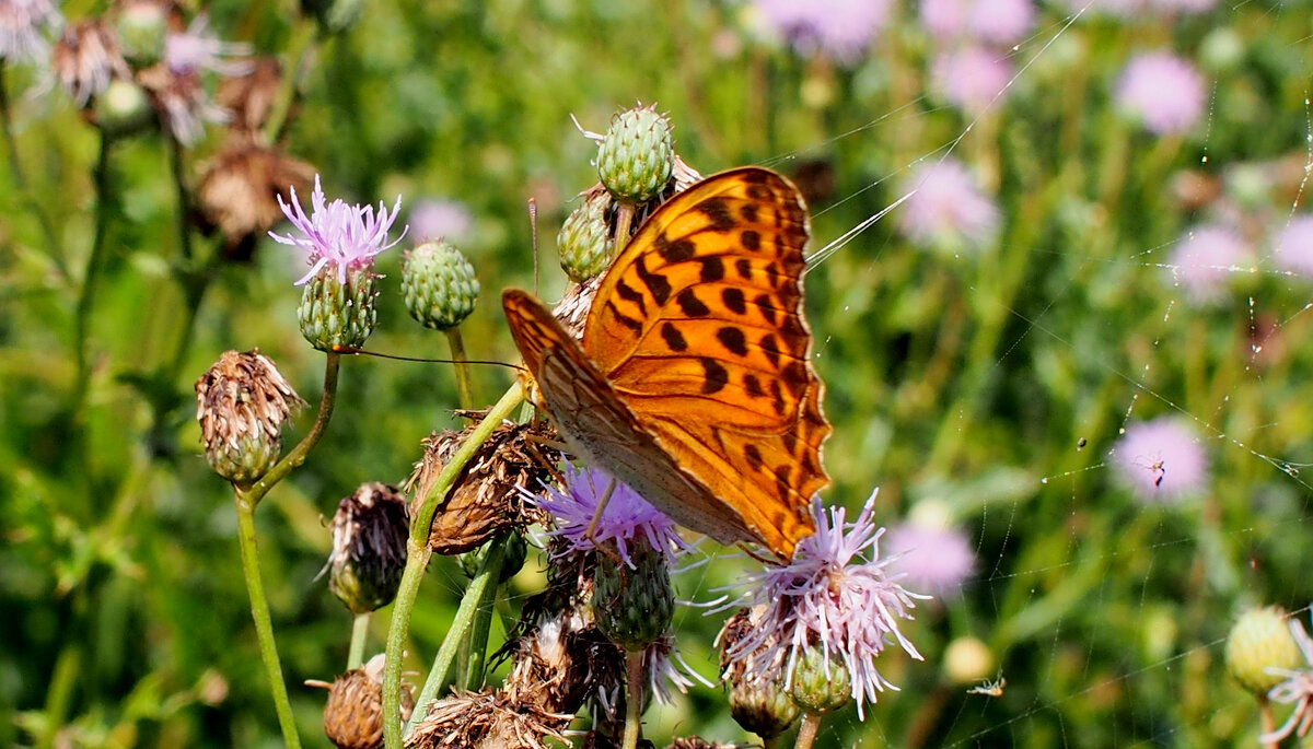 опять про бабочек...143 - Александр Прокудин
