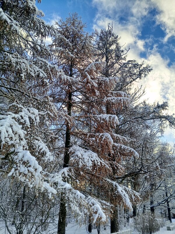 Осень - Сапсан 