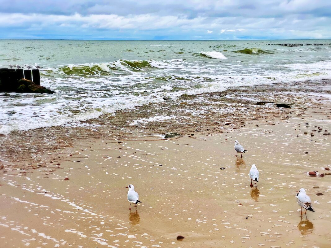 Зеленоградск - Антон 