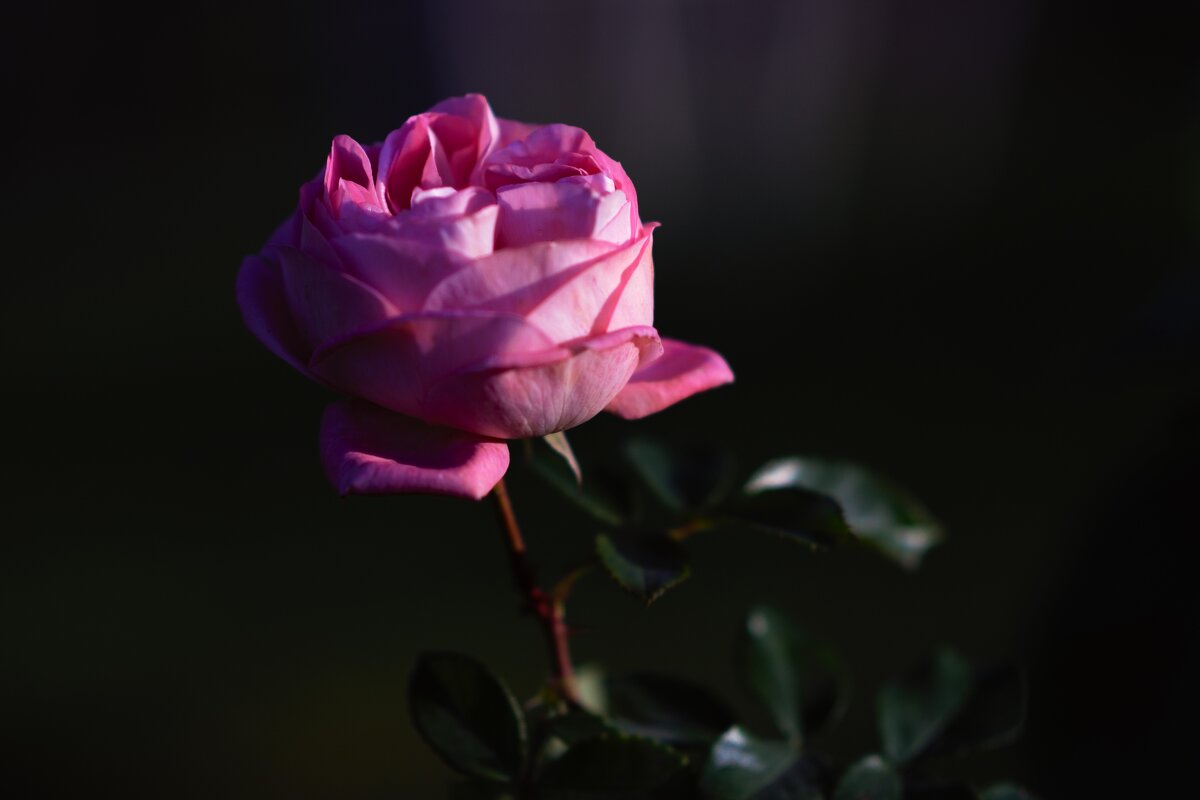 Розочка - Юрий Полторыхин.