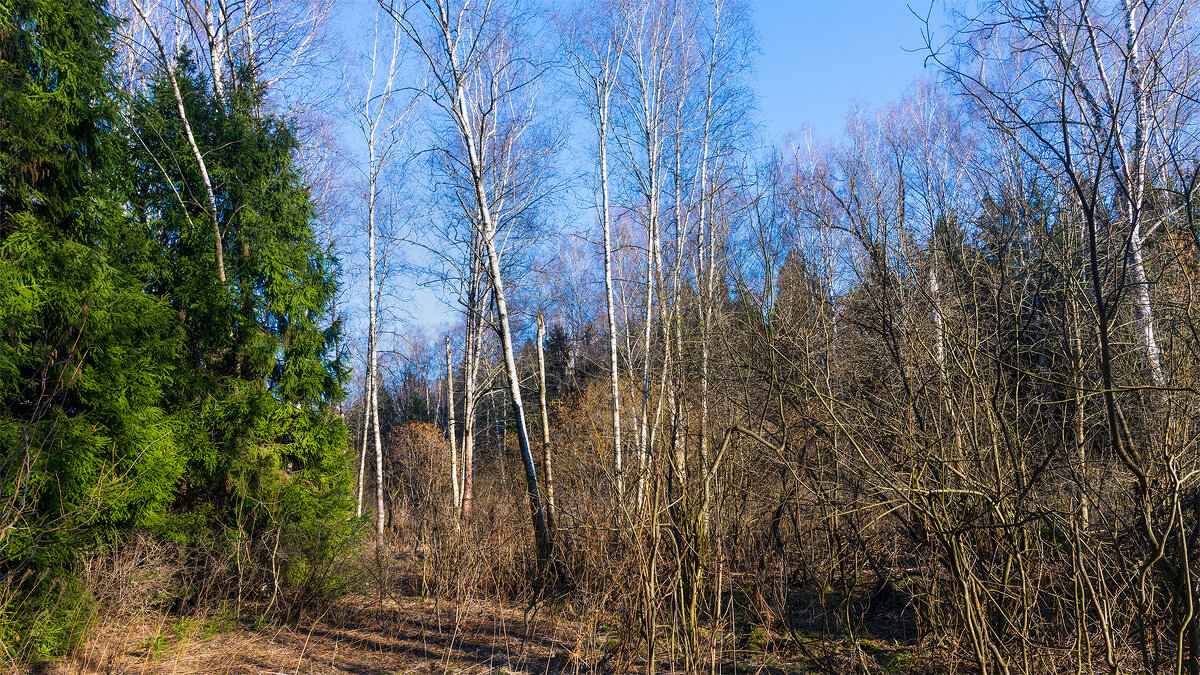 Весна - Владимир Лазарев Весна - Владимир Лазарев
