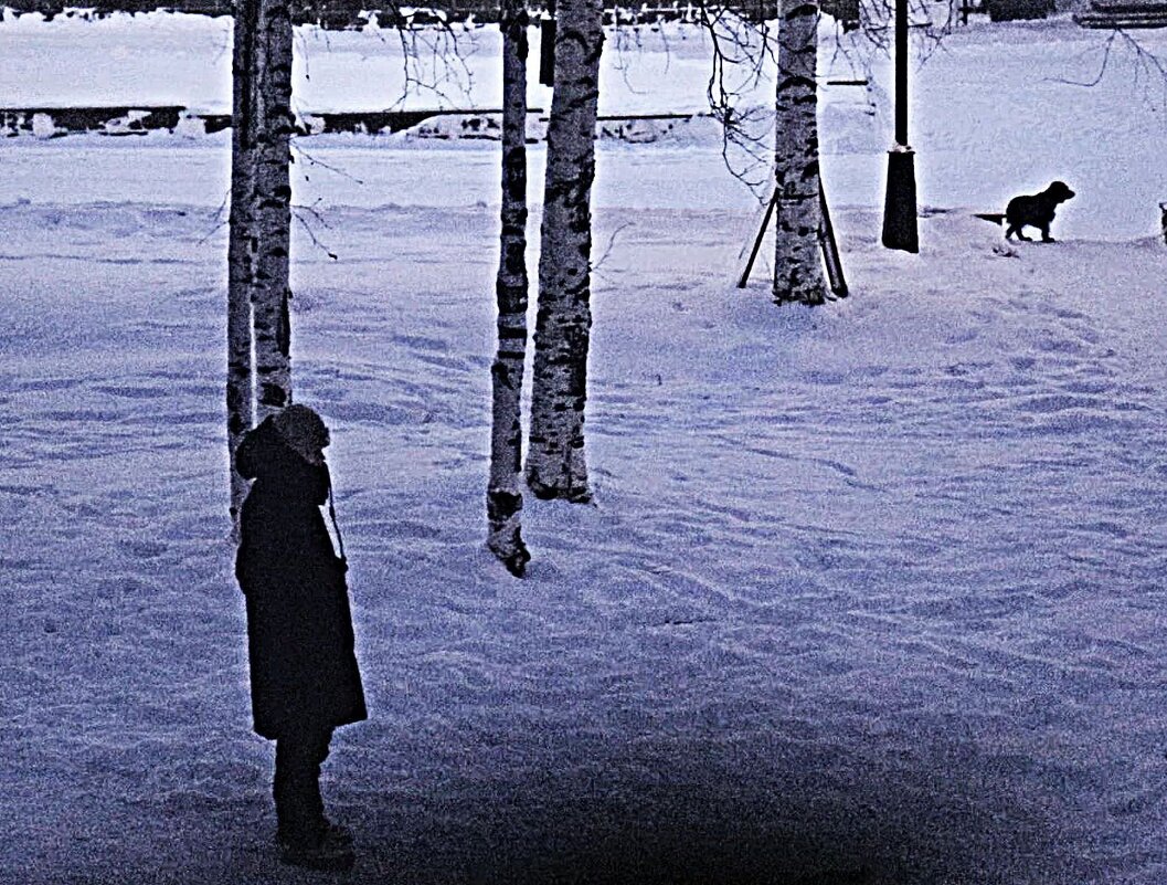 Утро декабря...Песик убежал! - Владимир 