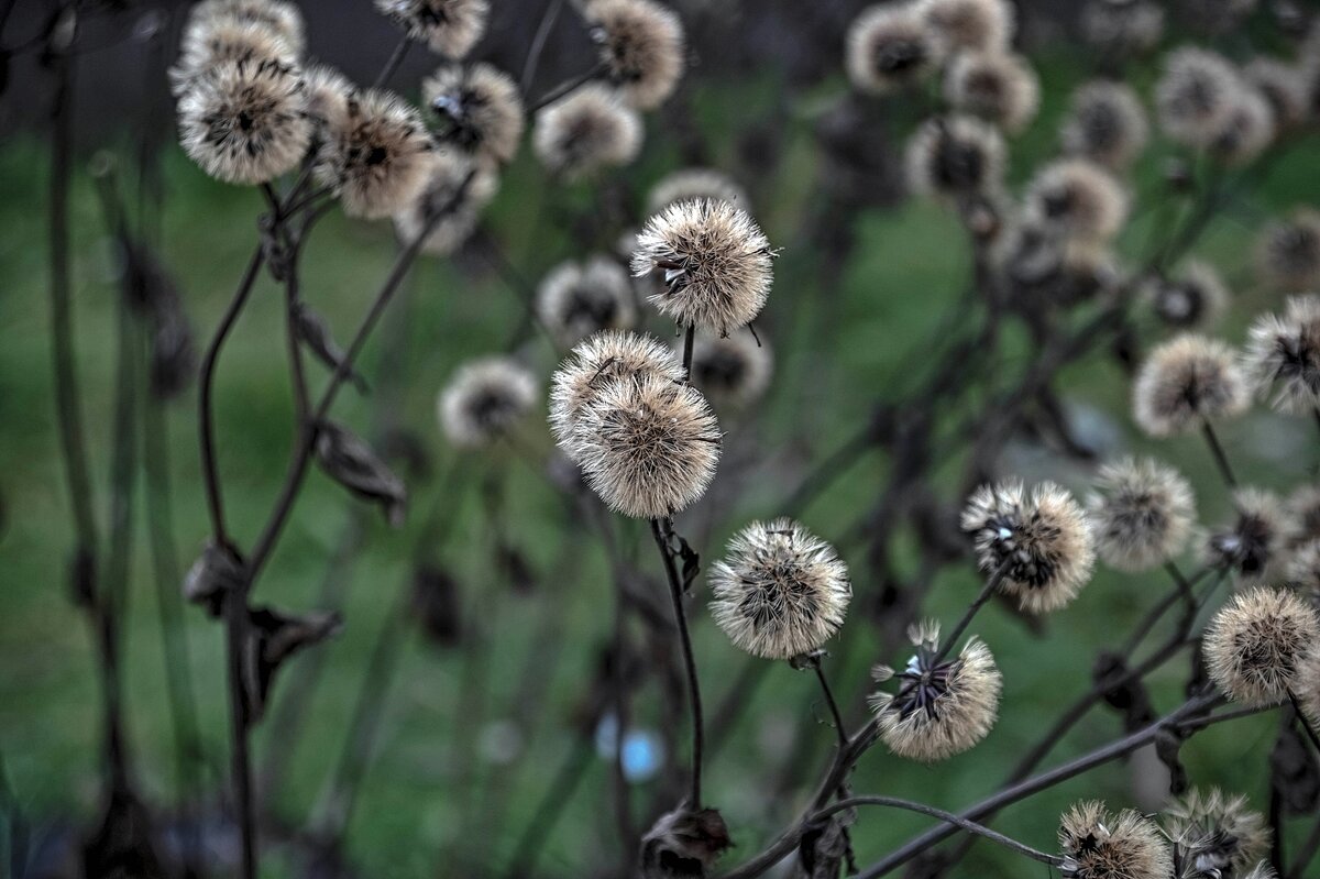 Декабрьские пушистики - Валерий Иванович