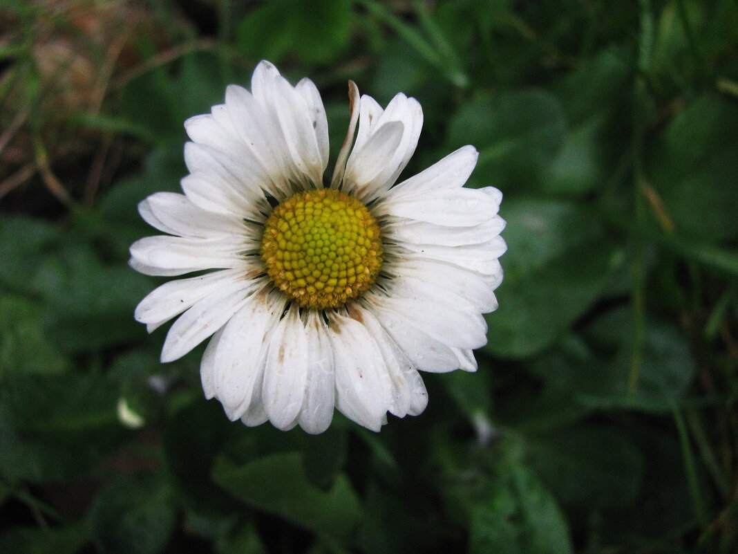 Декабрьская маргаритка - Людмила Смородинская