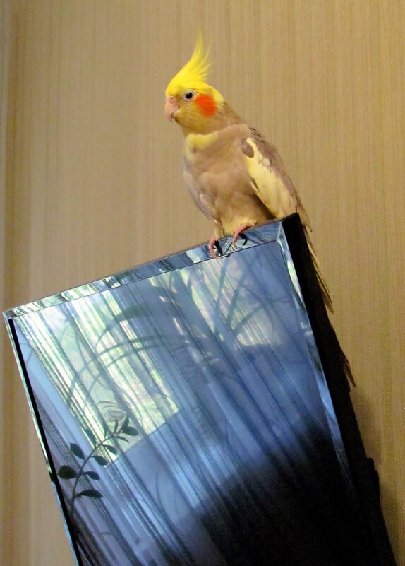 Живность - Роман Савоцкий