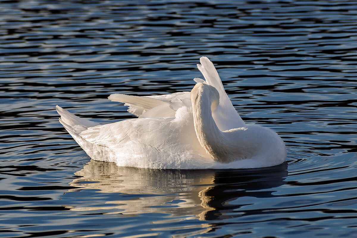 Лебедь - Игорь Сикорский