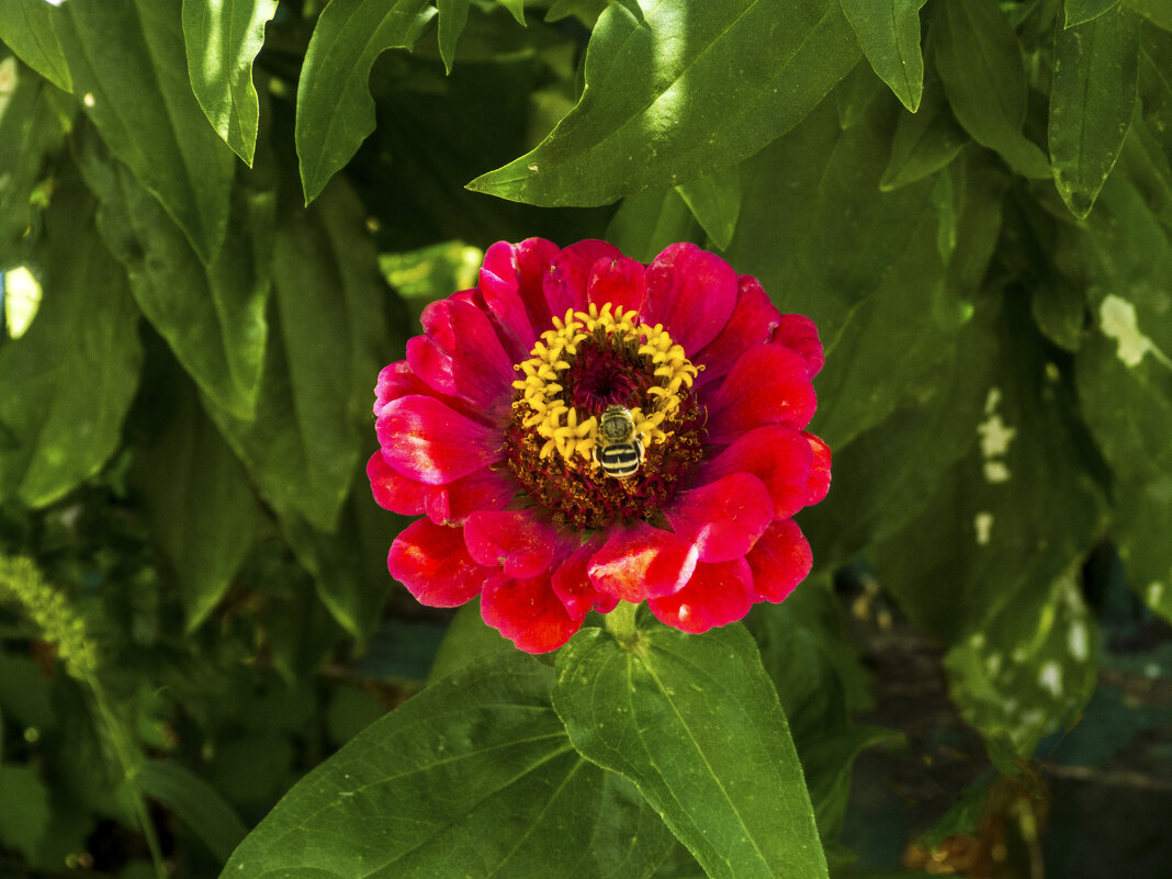 Циния - Валентин Семчишин Циния - Валентин Семчишин