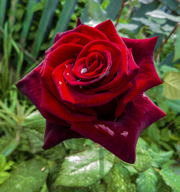 Бархатная  роза - Валентин Семчишин