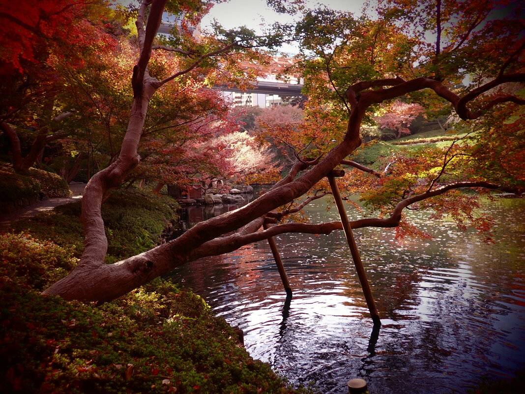 Сады Токио - Civetta ***