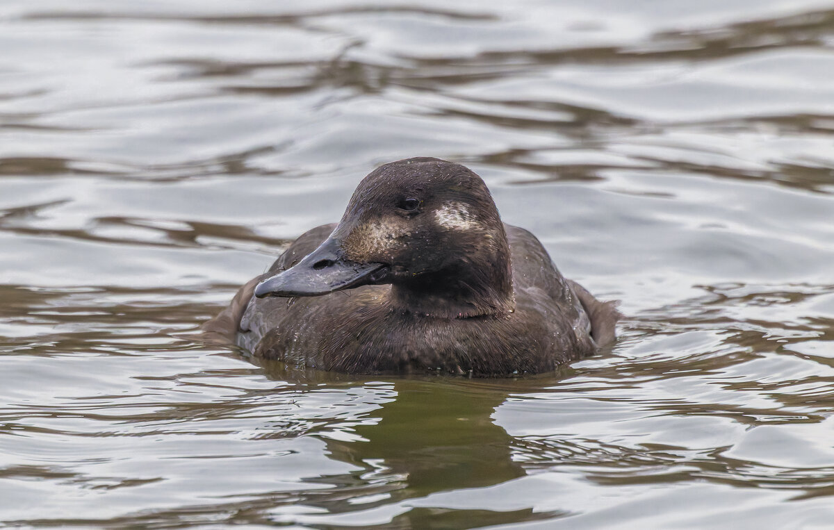 турпан. - юрий макаров