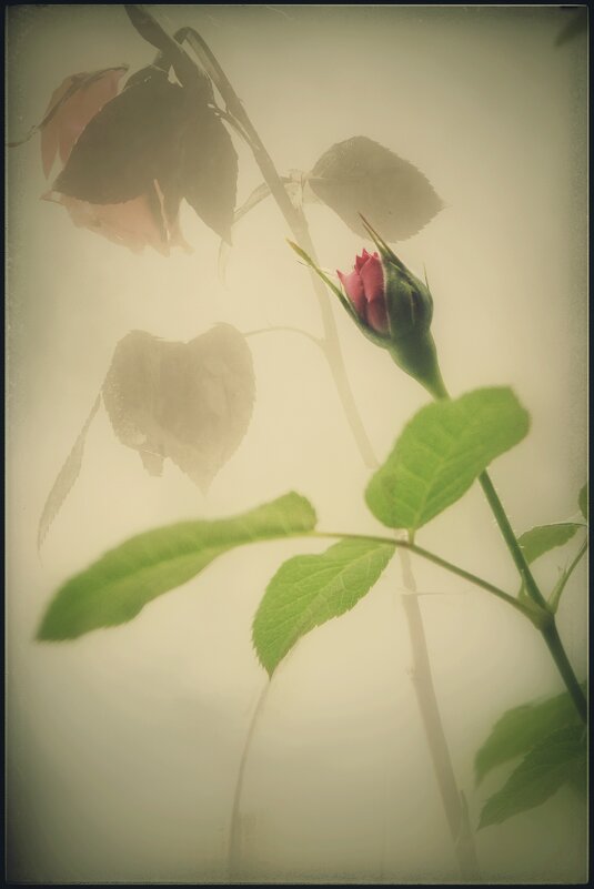 От рождения до увядания... - Руслан 