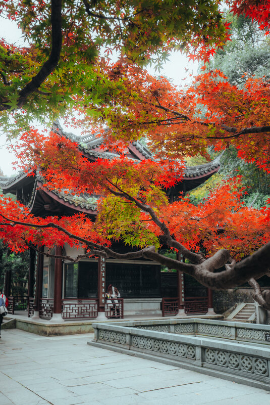 Осень в парке в Ханчжоу - Дмитрий Осень в парке в Ханчжоу - Дмитрий