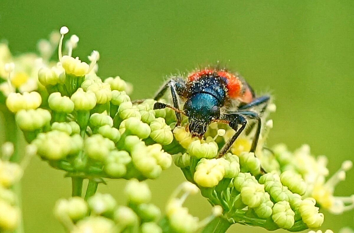 Макро мир вокруг нас... - Николай Саржанов