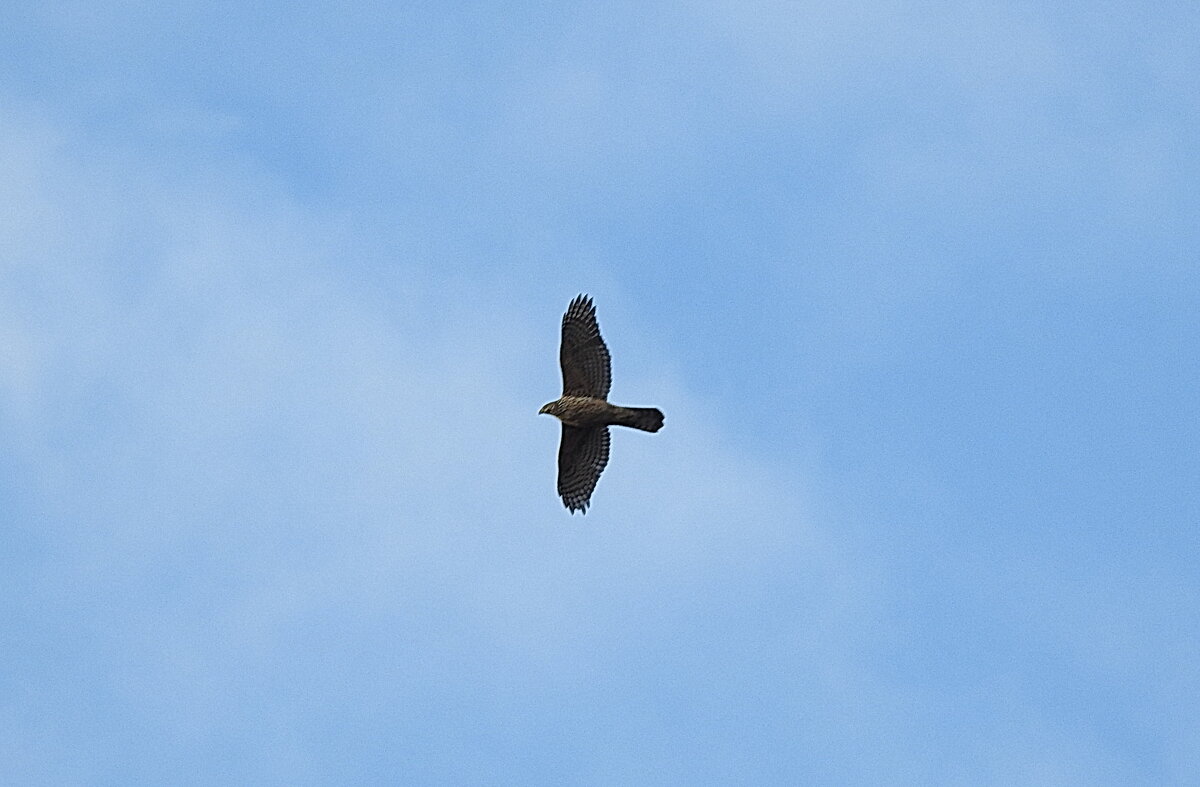 в поисках добычи - ИННА ПОРОХОВА