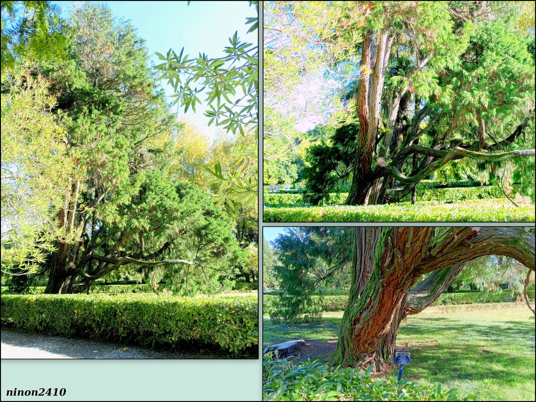 Адлер. Дендропарк "Южные культуры" - Нина Бутко