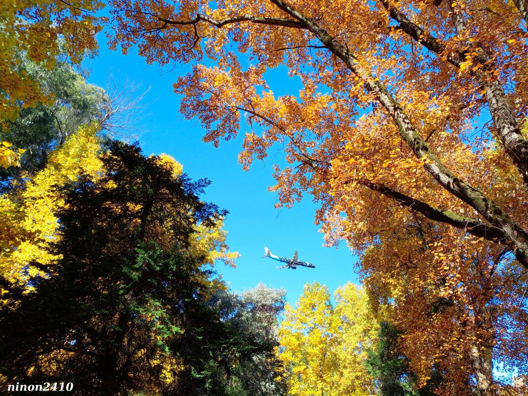Адлер. Дендропарк "Южные культуры" - Нина Бутко