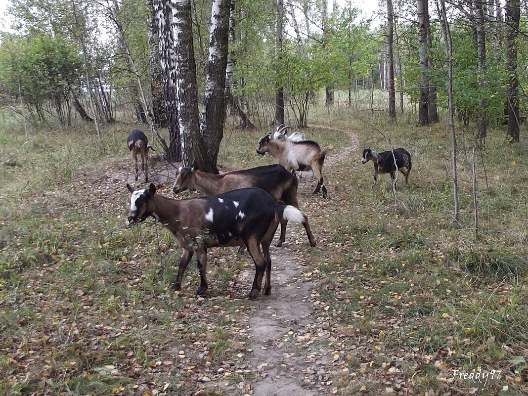 Детский сад на прогулке - Freddy 97