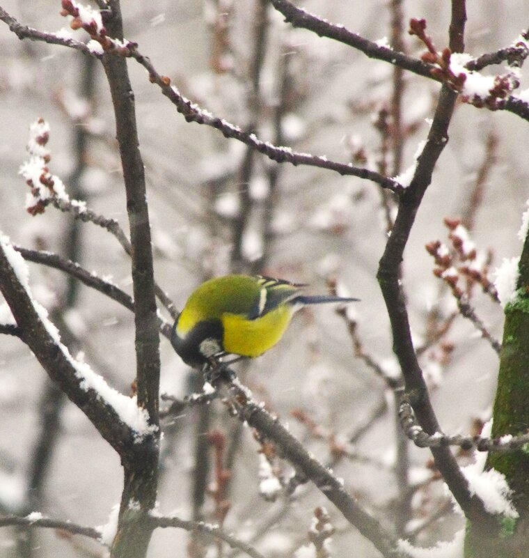 На дубе, со снегом ! - Юрий Куликов
