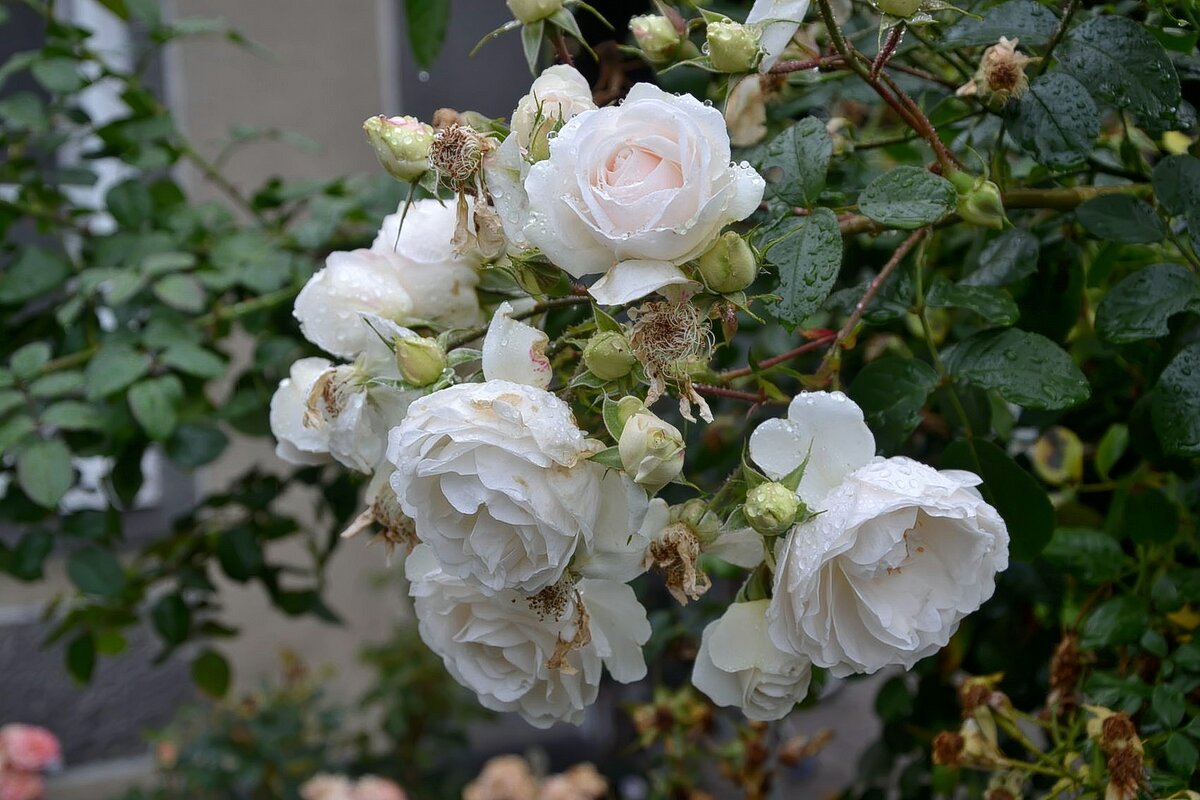 Розы в ноябре. - Михаил Столяров