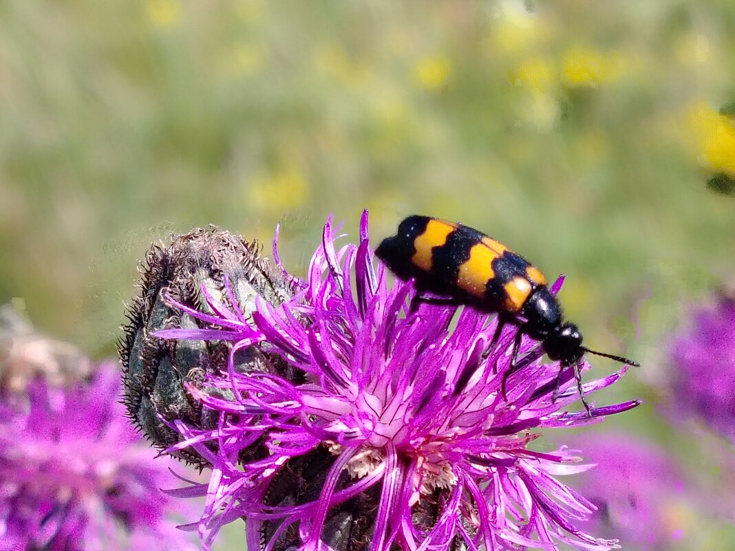 Макро - Надежда Макро - Надежда