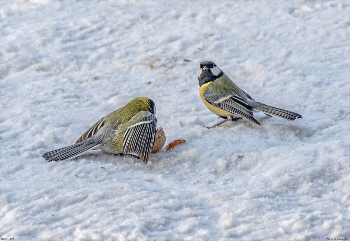 Что смотришь, самим мало?! - Александр Максимов