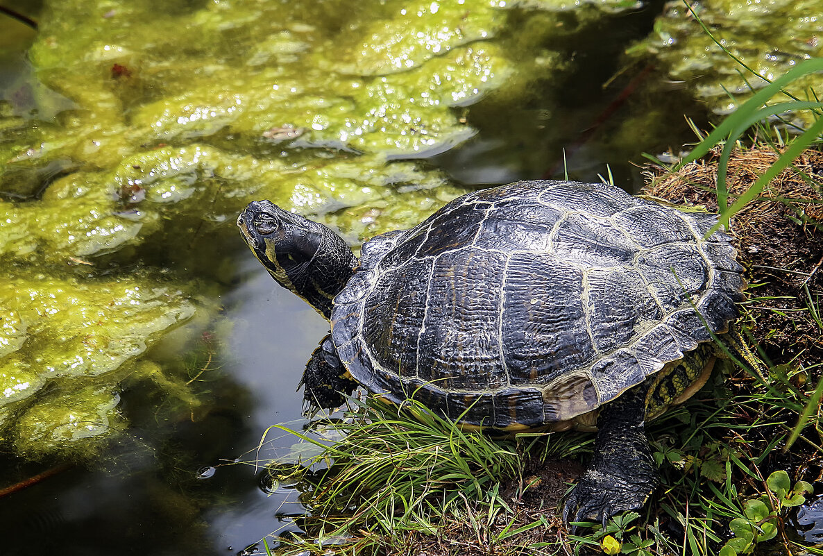 Сейчас ключик принесу - Андроник Александр Сейчас ключик принесу - Андроник Александр