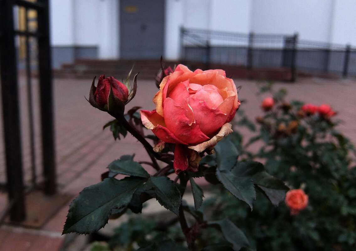 Последние розы цветут в декабре. - Люба 