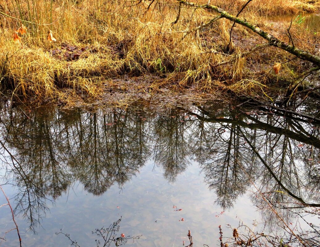 Отражение в воде - Андрей Снегерёв