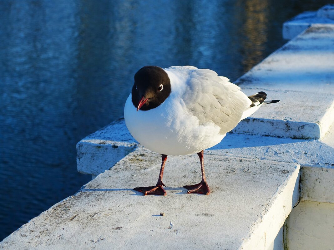 Озёрная чайка около Лебединого пруда - Aida10 Озёрная чайка около Лебединого пруда - Aida10