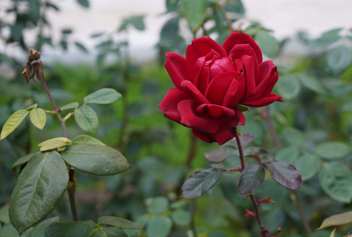 Прошедшей осени приметы - Татьяна Тюменка